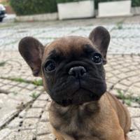 Cucciolo femmina bouledogue francese pedigree