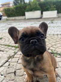 Cucciolo femmina bouledogue francese pedigree