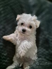 Maltese toy