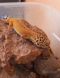 Geco Leopardino femmina