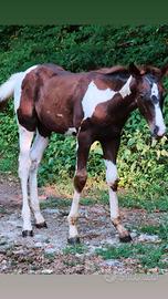 Puledro Paint maschio con certificato 