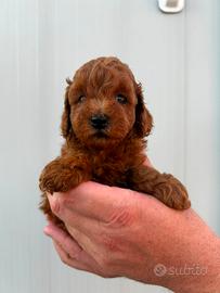 barboncino femmina rossa Red brown 2 mesi toy
