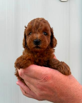 barboncino femmina rossa Red brown 2 mesi toy