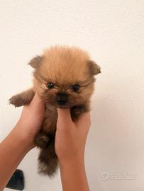 Volpino di Pomerania