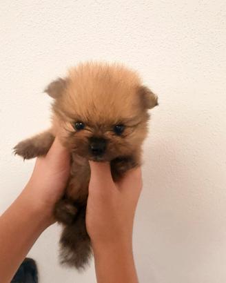 Volpino di Pomerania