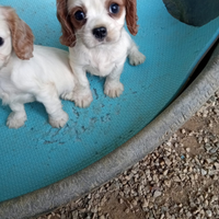 Cuccioli cavalier king