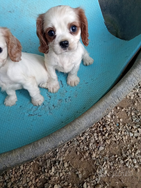 Cuccioli cavalier king