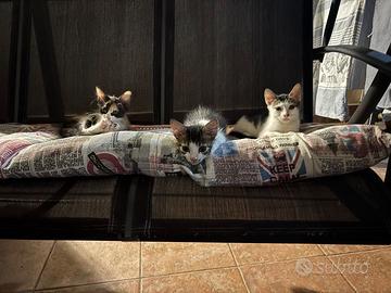Gattini