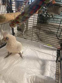 Cacatua 8 mesi allevato a mano