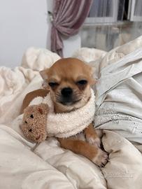 Cuccioli di Chihuahua mini