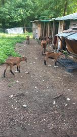 Capra camosciata delle Alpi