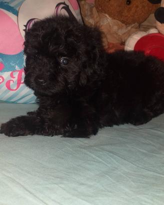 Maltipoo cucciolo