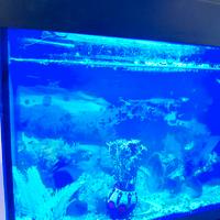 Acquario con Accessori e Pesci Inclusi