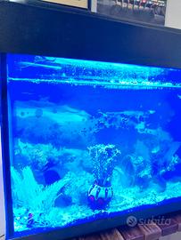 Acquario con Accessori e Pesci Inclusi