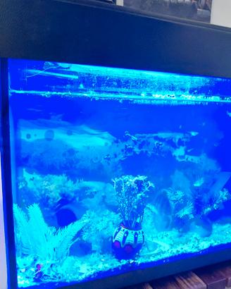 Acquario con Accessori e Pesci Inclusi