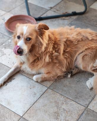 Donasi cane