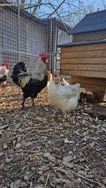 Galline Ornamentali Marans