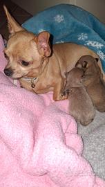 Cucciolo maschio chihuahua