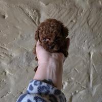 Barboncino figlio teacup