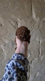 Barboncino figlio teacup