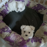 Cuccioli maltese toy