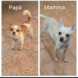 Cuccioli di chihuahua