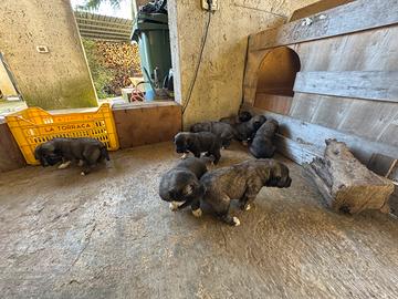 Cuccioli pastore del Caucaso