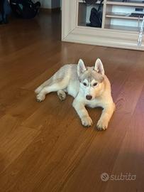 Cucciolo di Husky con Pedigree