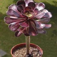 Pianta perenne Succulente Aeonium arboreum