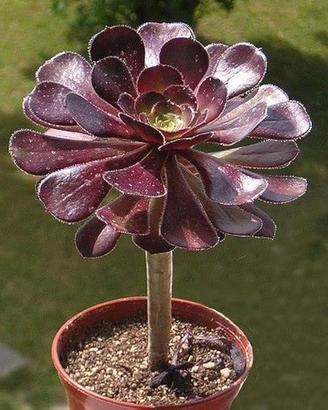 Pianta perenne Succulente Aeonium arboreum