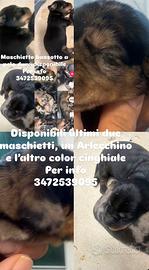Bassotti nani a pelo duro