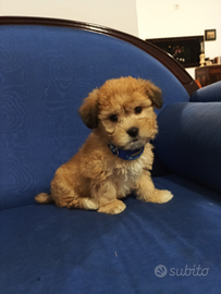 Shitpoo maschio albicocca