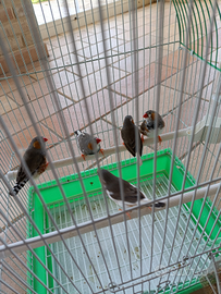 Diamantini Mandarino bengalini