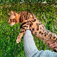 Splendida gatta bengala Brown spotted tabby