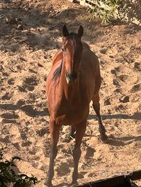 Cavalla da trekking