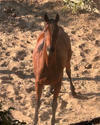 Cavalla da trekking
