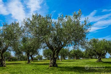Piante di Ulivo