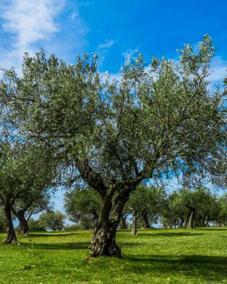 Piante di Ulivo
