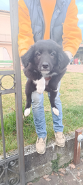 Cucciolo Border Collie/Labrador Nero