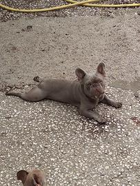 Stallone bulldog francese esotico