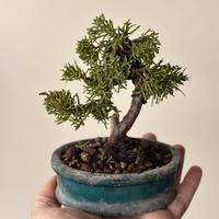 Bonsai ginepro kishu