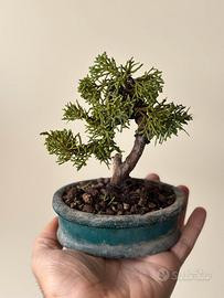 Bonsai ginepro kishu