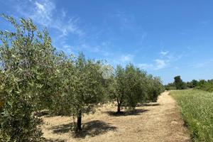 TER. AGRICOLO A ALBANO LAZIALE