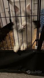 Coniglio testa di leone