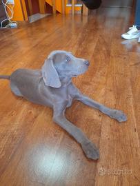 Weimaraner