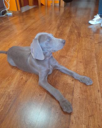 Weimaraner