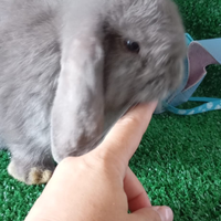 Ariete nano selezionato minilop