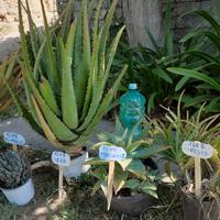 piante succulenti 