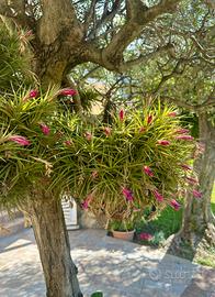 Piante del vento Tillandsia