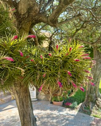 Piante del vento Tillandsia